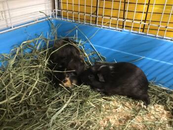 Rescue Guinea Pig Guinea Pigs for Adoption in San Diego, California - Mack ( Bonded To Maahir) | PetCurious
